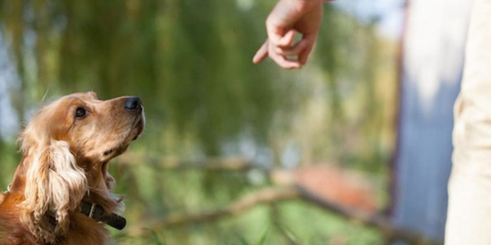 Dresser un Chien : la meilleure méthode Dresser un Chien : la meilleure méthode