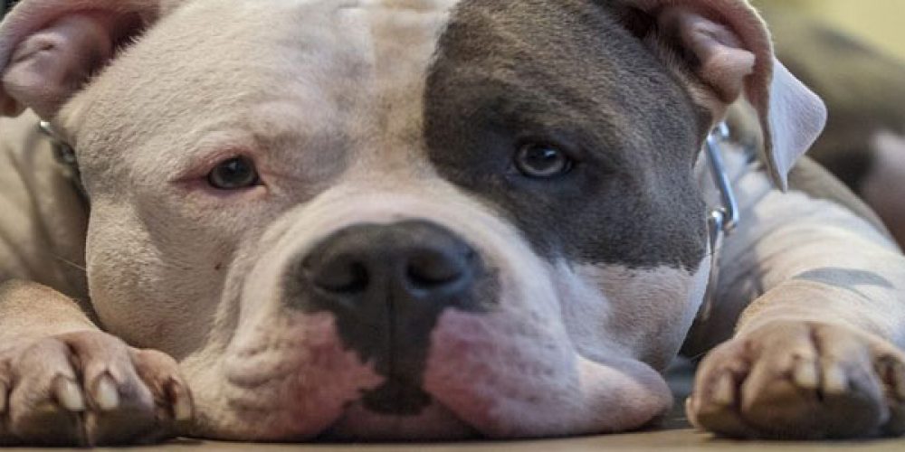 Association Anm Associationanm Twitter