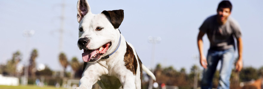 ordres de base à son chien