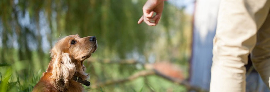 éduquer son chien