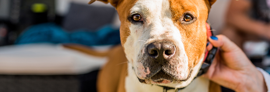 American staffordshire Terrier