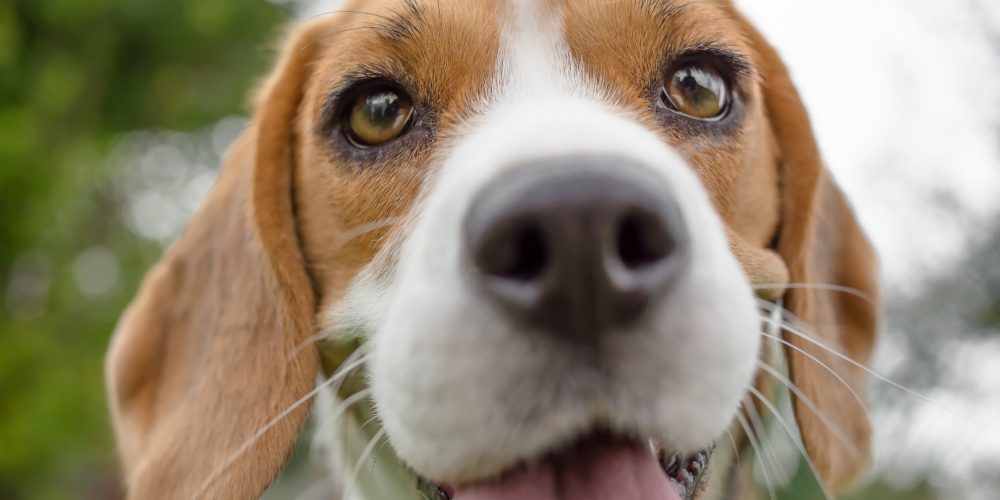 Quelle sont les maladies courantes de la race de chien Beagle ?