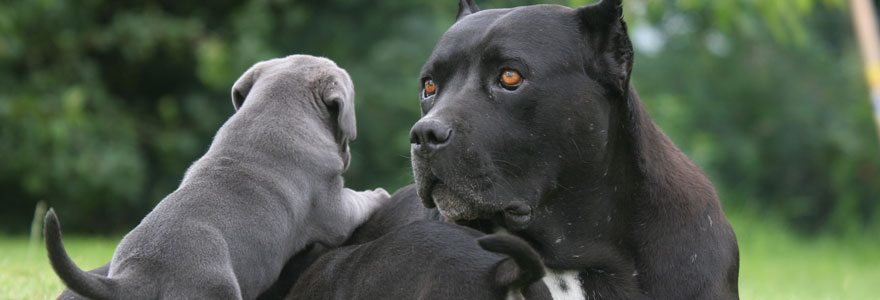 cane corso à donner