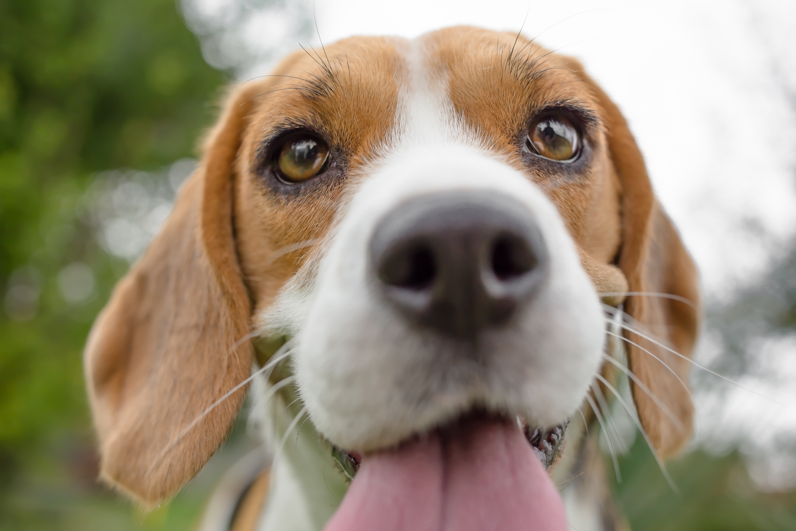 chien Beagle