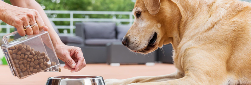 Croquettes pour chien et chat