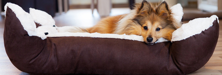 Panier pour chien