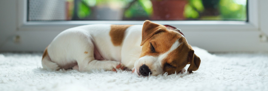 Tapis pour chien.